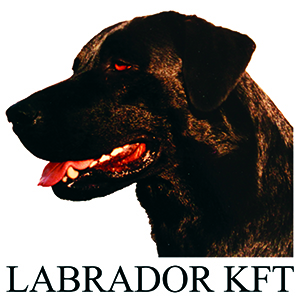 Labrador Kft.