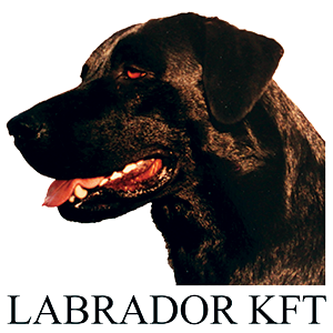 Labrador Kft.